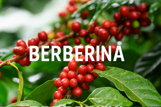 Berberina: ¿qué es y para qué sirve?