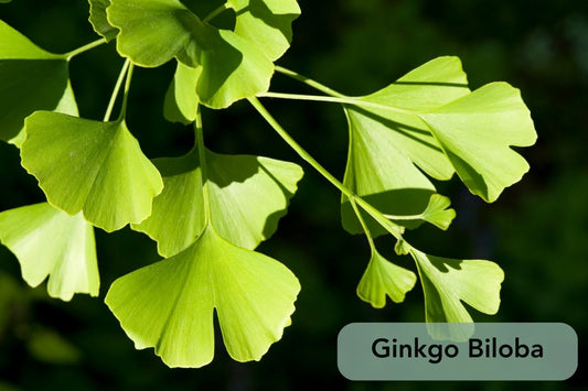 Hojas de Ginkgo Biloba, conocidas por sus propiedades beneficiosas para la salud y la memoria.